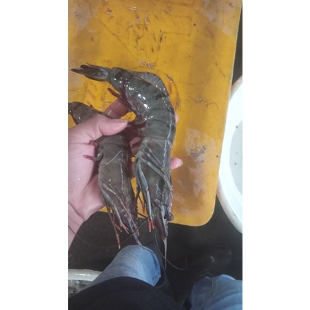 

udang windu patah tulang size 20 murah kualitas terjamin