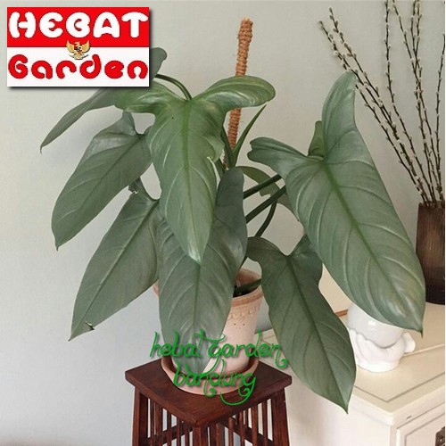 Philodendron Hastatum Philodendron Silver Sword Philo Metallic Shopee Indonesia