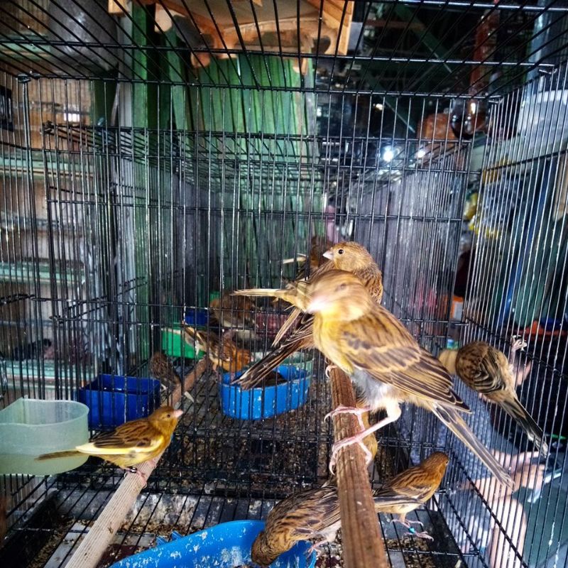 kenari bahan