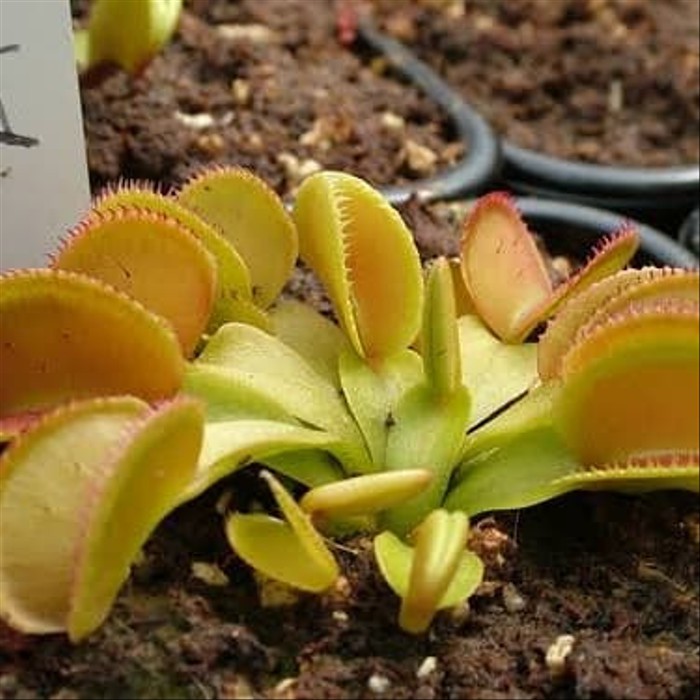 Tanaman Karnivora Venus Flytrap Microdent