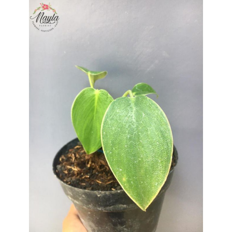 TANAMAN PHILODENDRON PIGSKIN / RUGOSUM