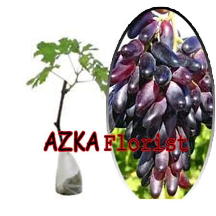 Bibit Anggur Import Berkualitas - Bibit Anggur Import Grafting - Bibit Buah