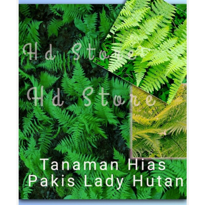 Tanaman hias pakis lady, hias gantung, hias taman