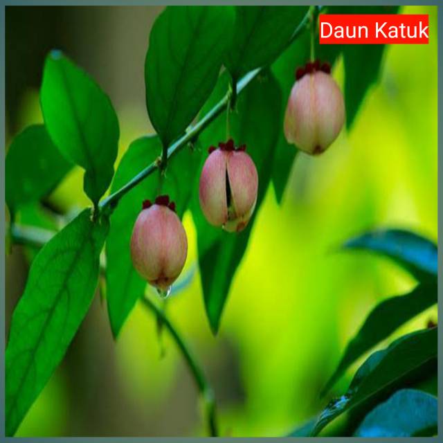 

Sayuran Daun Katuk 100gram