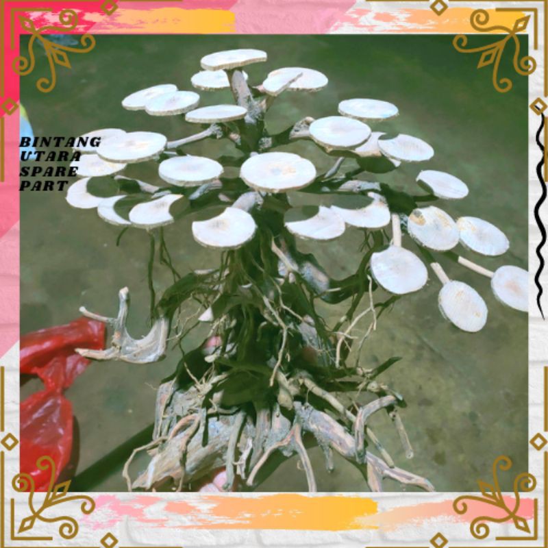 Bonsai akar rasamala beringin aquascape aquarium