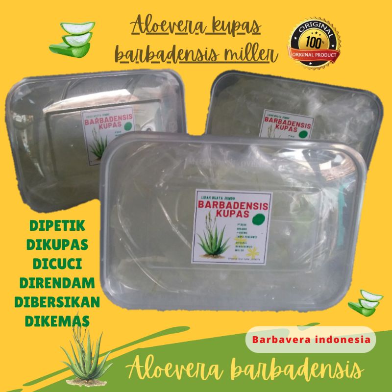 

lidah buaya jumbo barbadensis kupas 500 gr super organik