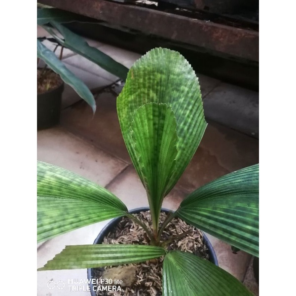 Licuala mattanensis cf paucisecta