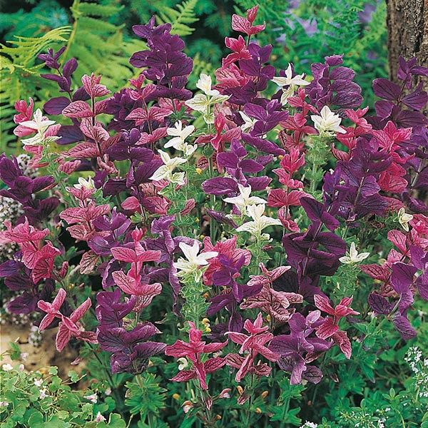 Benih Bibit Biji - Bunga Clary Bouquet Mixed (Salvia viridis) Flower Seeds - IMPORT