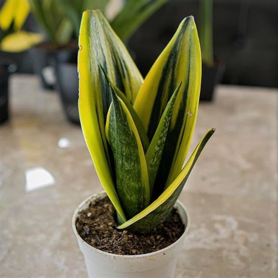 gold flame sansivieria-tanaman hias sansivera gold flame