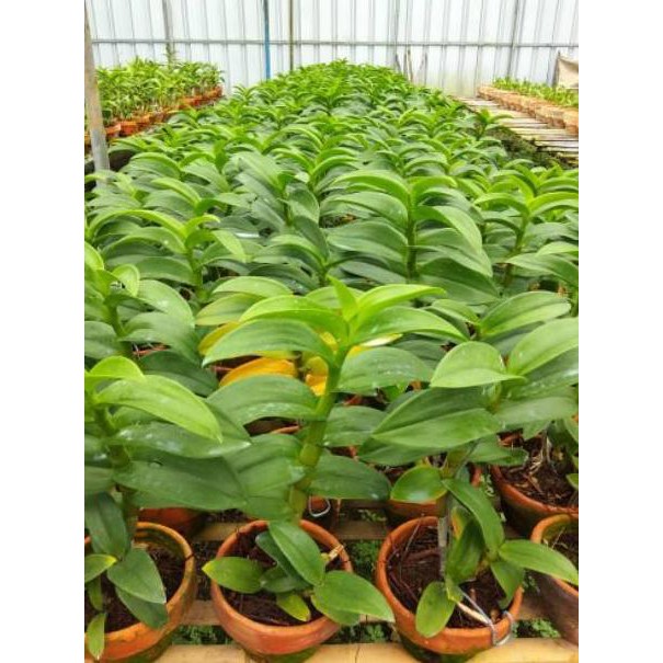BIG SALE Anggrek Dendrobium Import BANGKOK Thailand pra dewasa sd dewasa