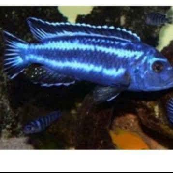 

ikan hias chiclid niasa blue