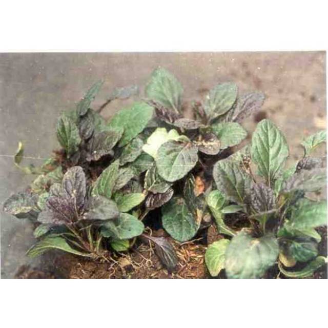 

Remet Getih / Sambang Darah Kering 100gr