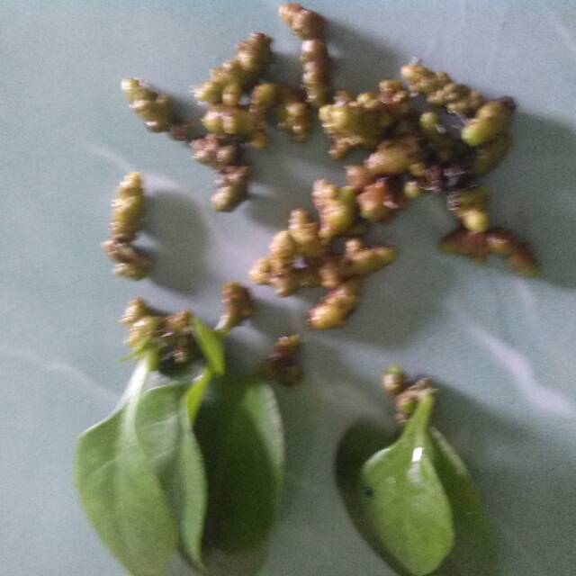 

UMBI BINAHONG 20 BIJI