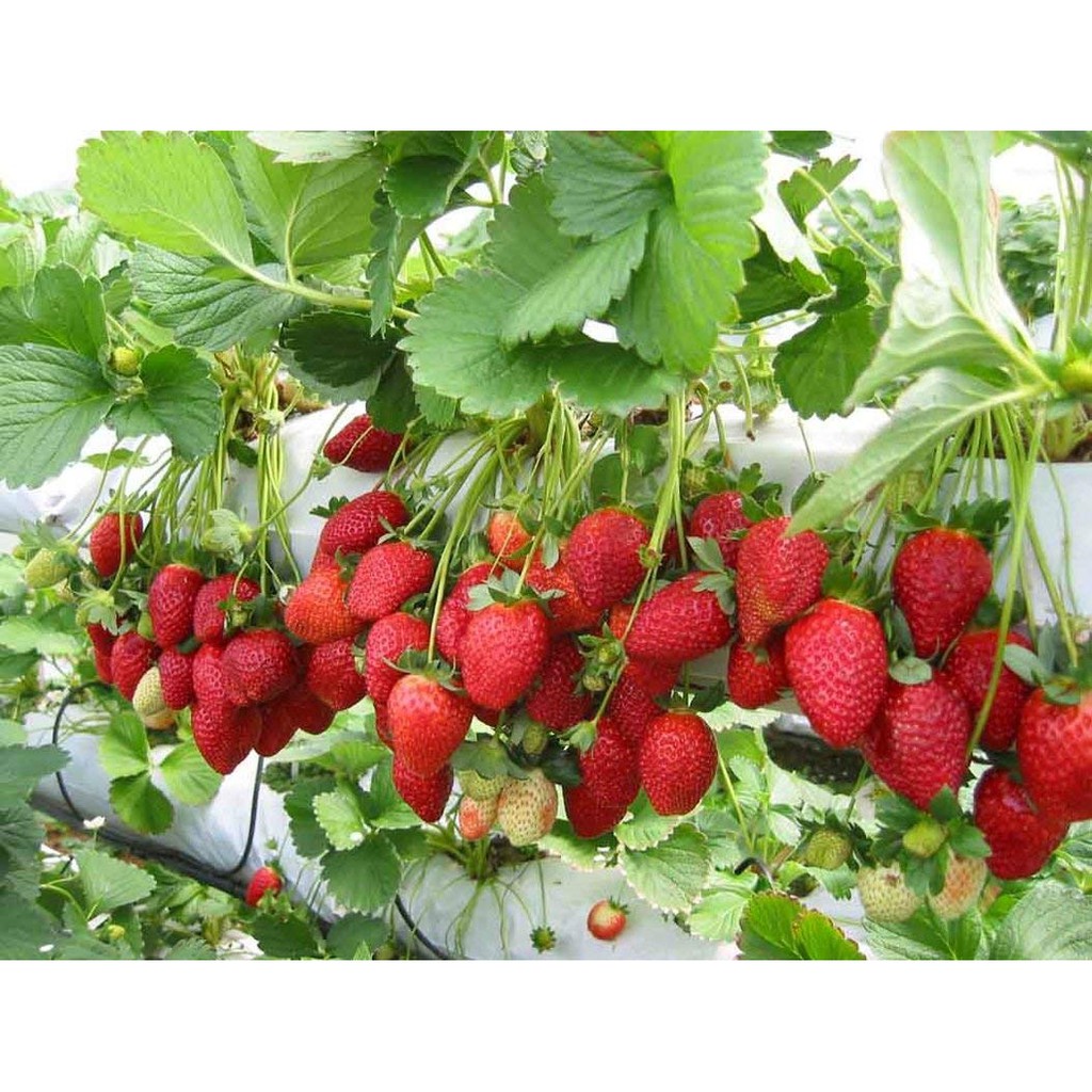 Benih Bibit Biji - Red Strawberry Merah Mencir - Cocok di Dataran Rendah Seeds