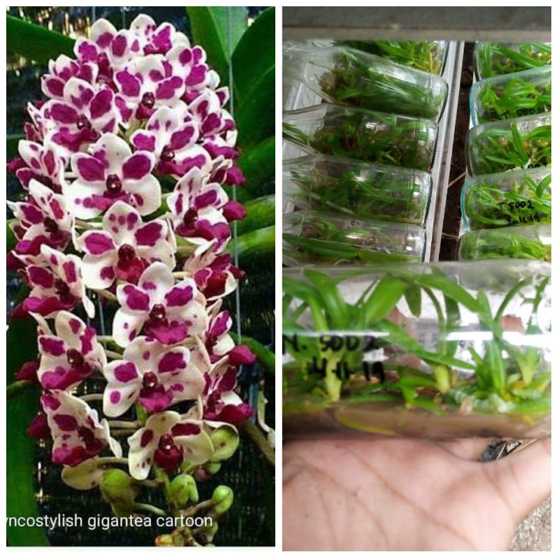 botolan rhy gigantea