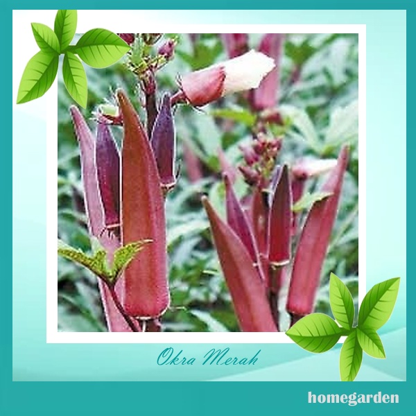 Bibit Okra Merah Benih Okra Bibit Bendi Merah Bibit Sayuran Langka