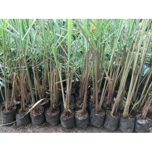 Bibit Serai Merah Segar