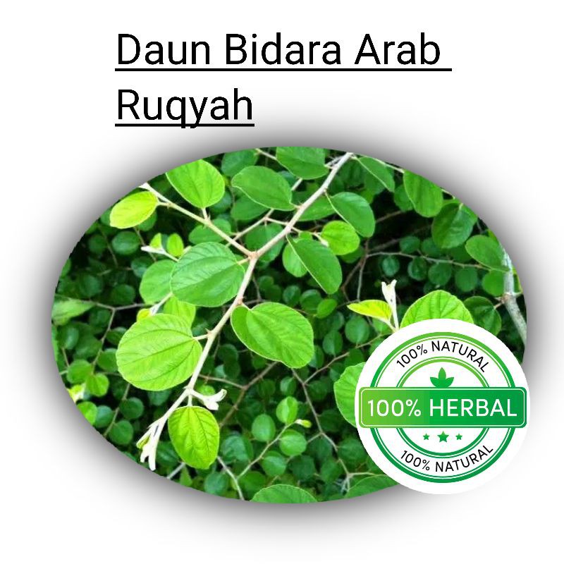 Paket 100 Daun Bidara Arab Sidr Besar Dan Kecil Asli Bandung Shopee Indonesia