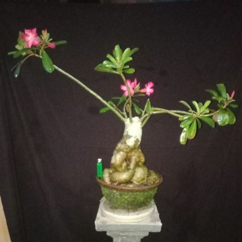 BONSAI KAMBOJA SESUAI FOTO