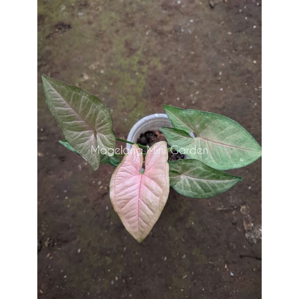 Syngonium Pink Flacked