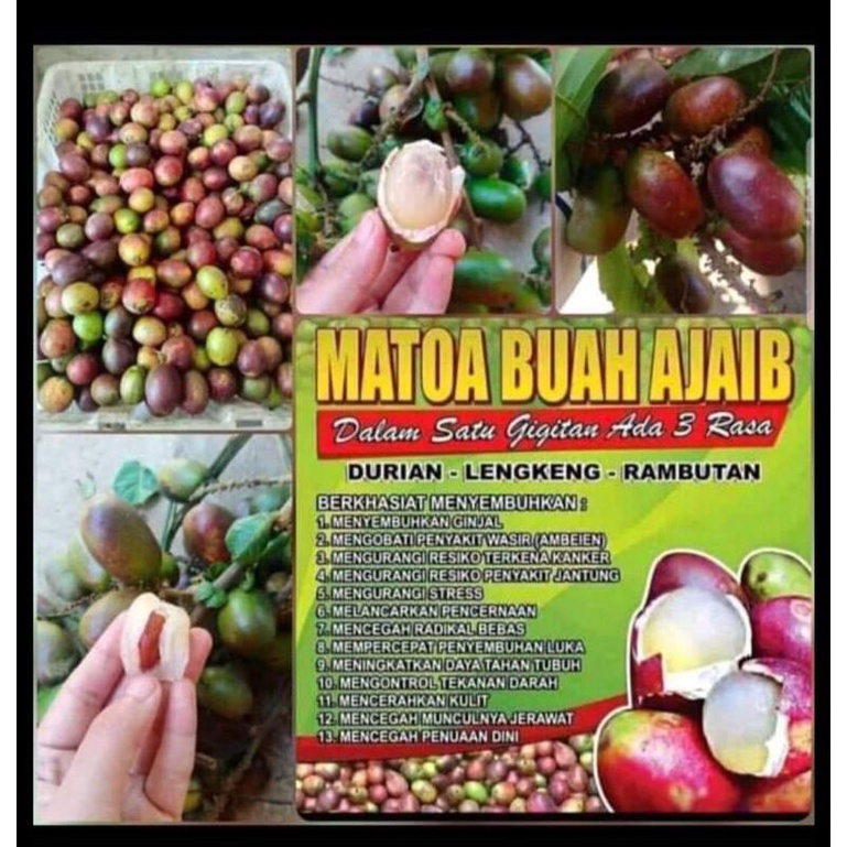

matoa
