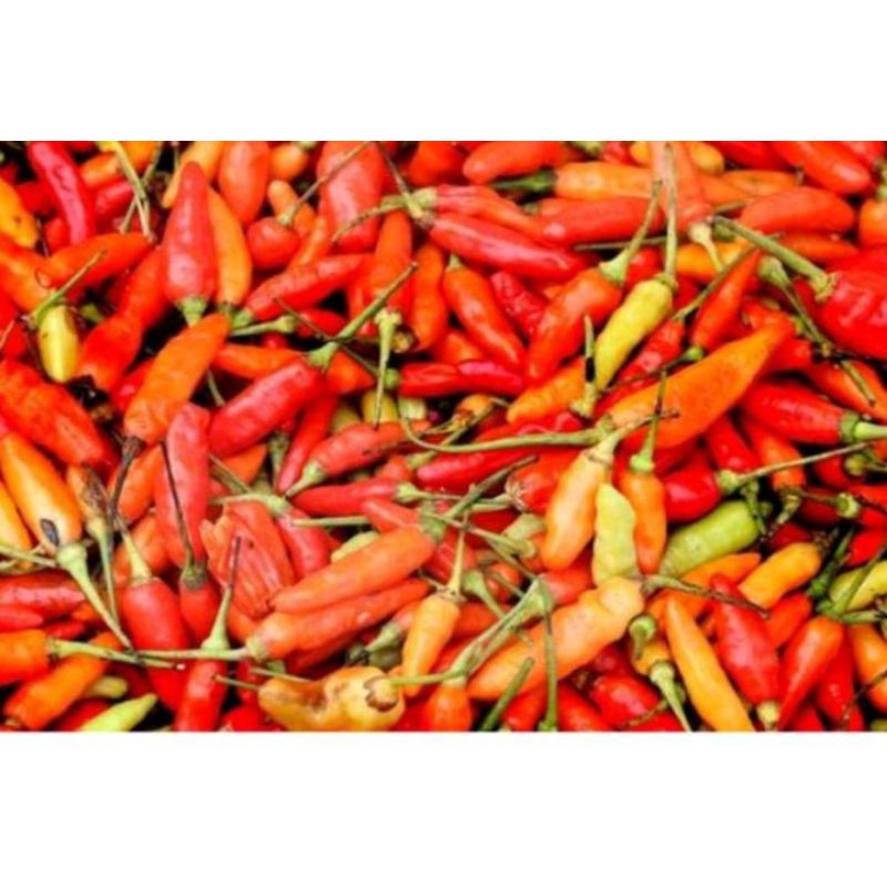 

cabe rawit merah