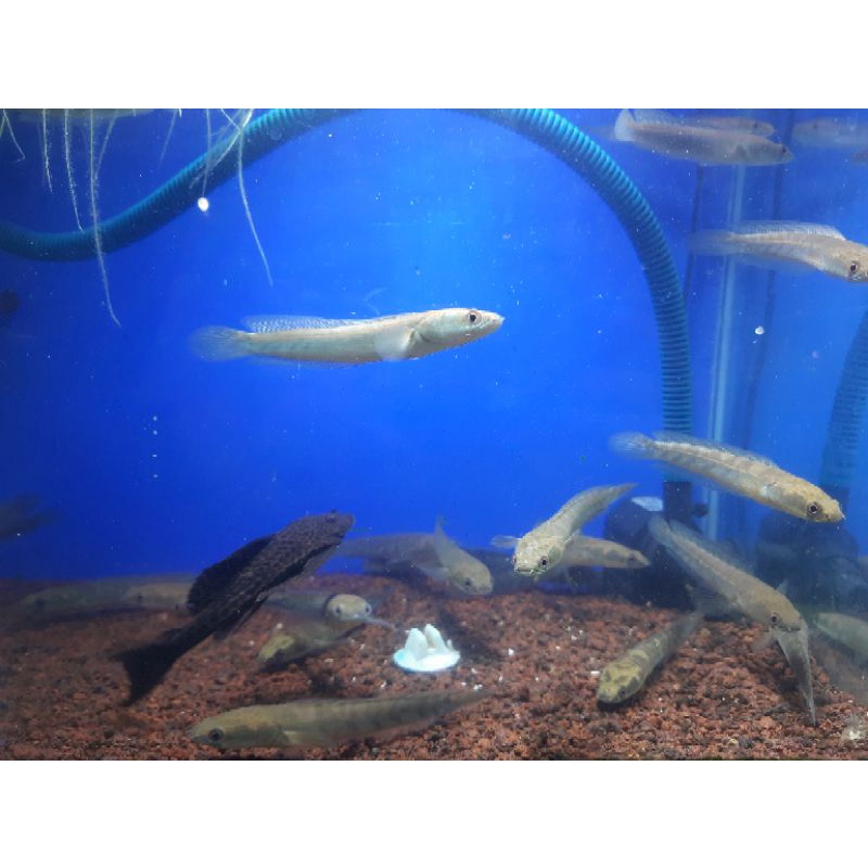 Channa Maru Yellow Sentarum