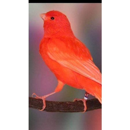 BURUNG KE NARI MERLOK/MERAH LOKAL UMUR 3 BULAN SATUAN JANTAN ATAU BETINA READY