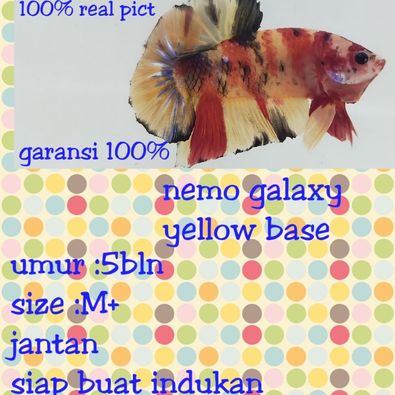 

Ikan cupang Nemo galaxy yellow base
