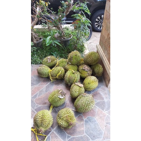 

durian kasur