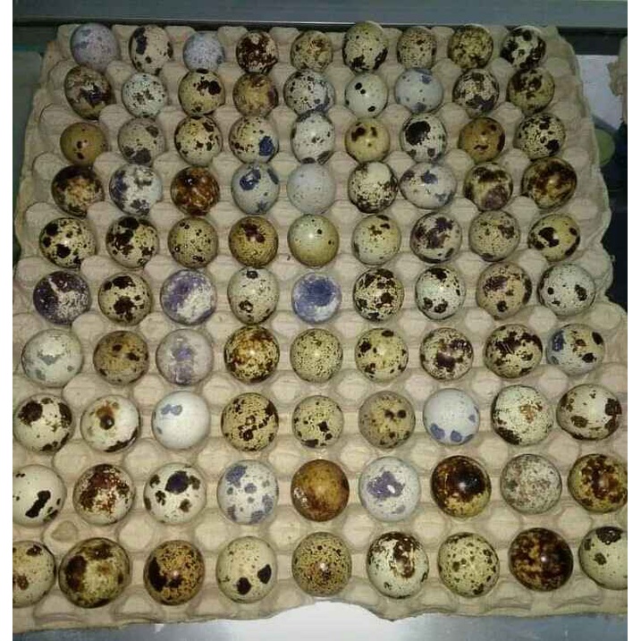 

GRA Telur Puyuh Fresh Murah Bandung