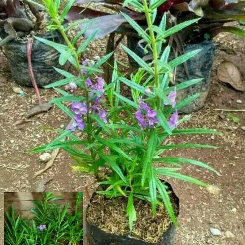 Tanaman lavender, bunga lavender bunga ungu, tanaman pengu