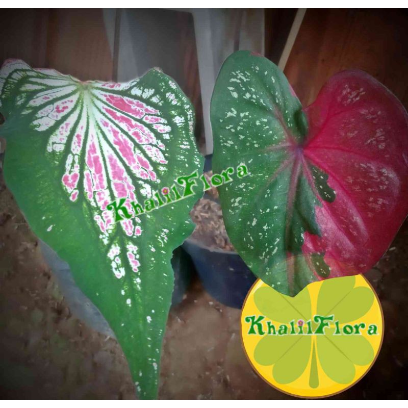 Tanaman Hias Keladi Hias // Paket Keladi Hias Merah 2 Jenis