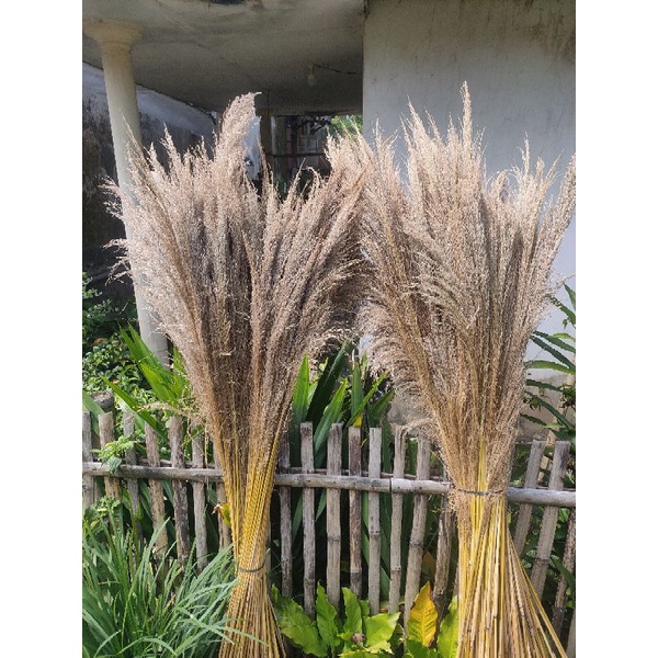 Pampas putih pampas krem natural dekorasi bunga kering
