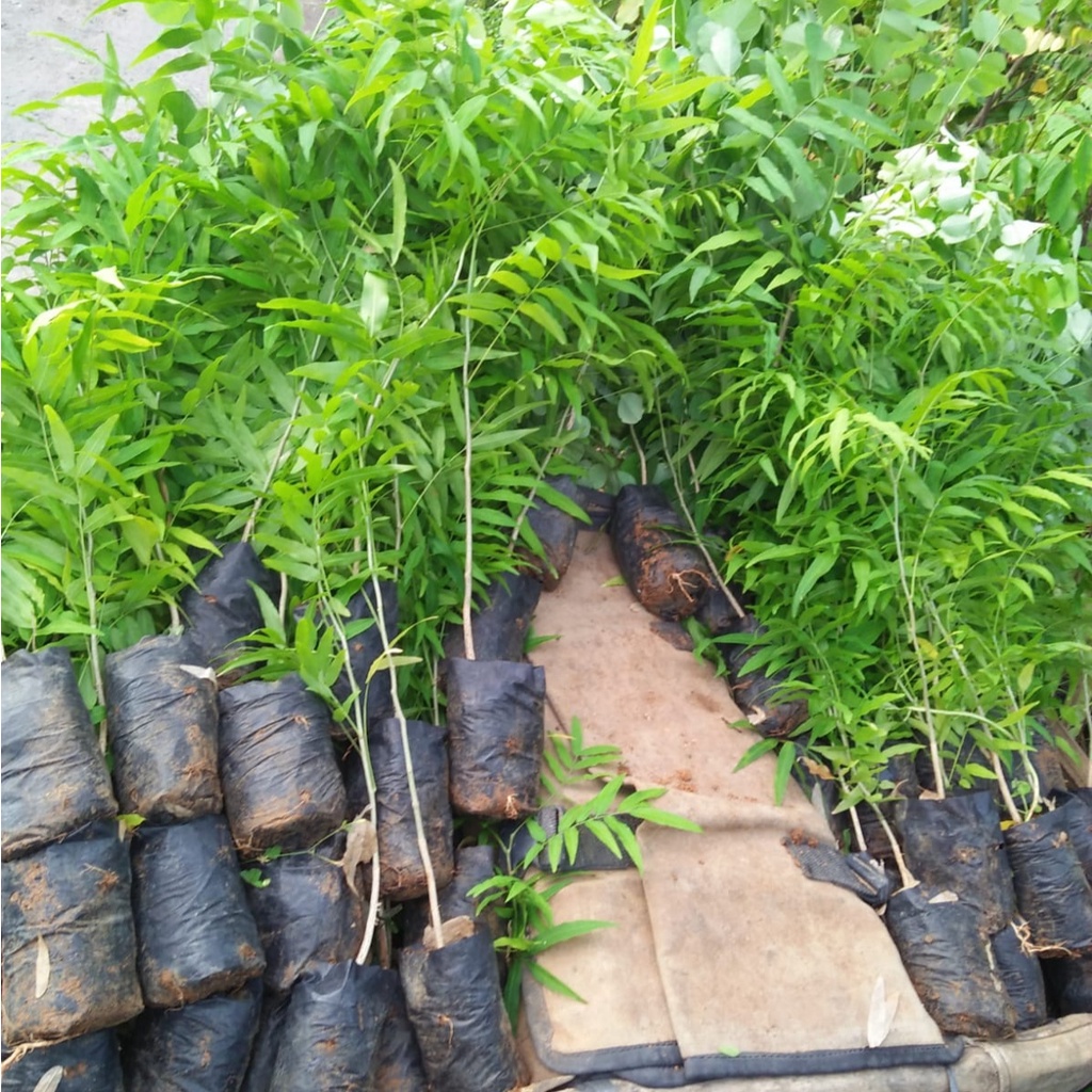 Bibit Lerak Pohon Sabun Alami Cepat Tumbuh