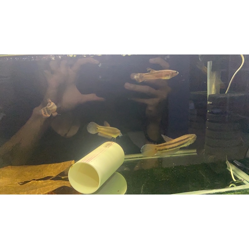 Hiasan Aquascape Wild Betta Macrostoma
