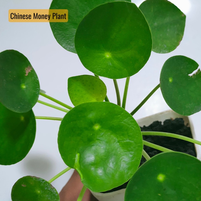 Tanaman Pilea Peperomioides ( Chinese Money Plant )
