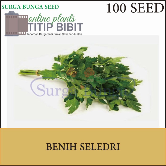 Benih Sayur Seledri Jumbo 200 seed