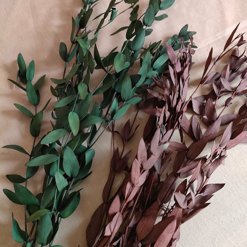 Preserved Gunni Eucalyptus Daun Kering Asli Import Dekorasi Rumah