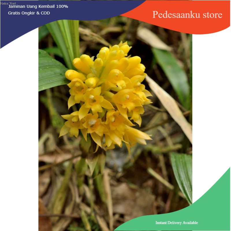 bibit anggrek calanthe densiflora / anggrek tanah calanthe densiflora kuning
