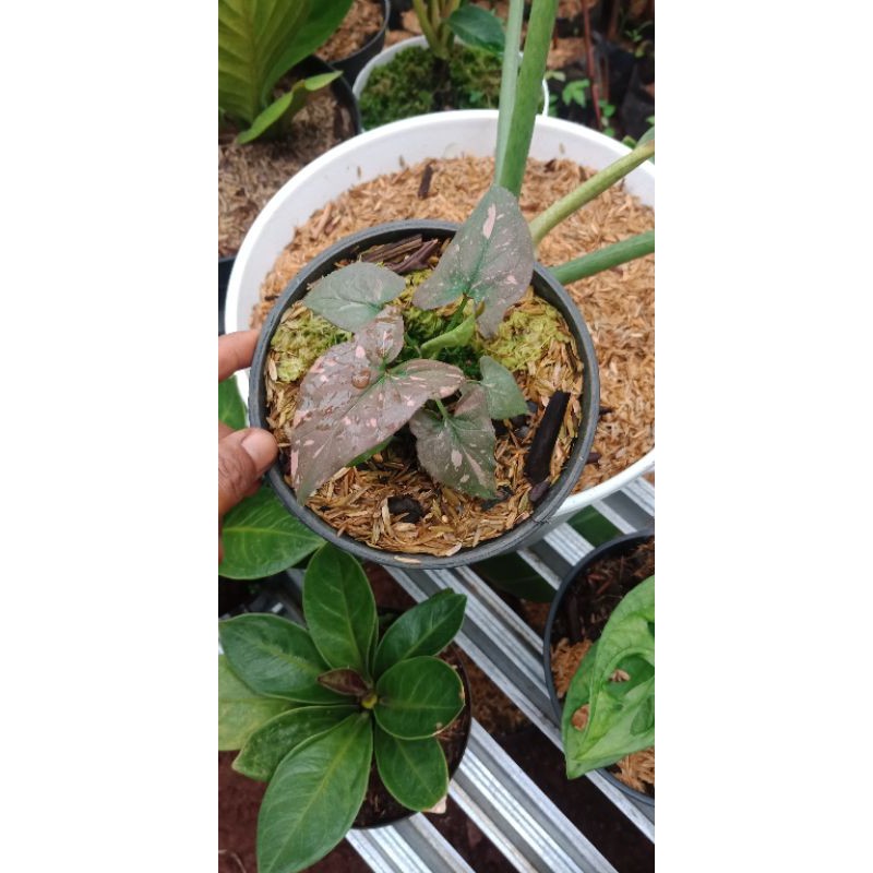 syngonium pink splash tanaman hias syngonium pink splash