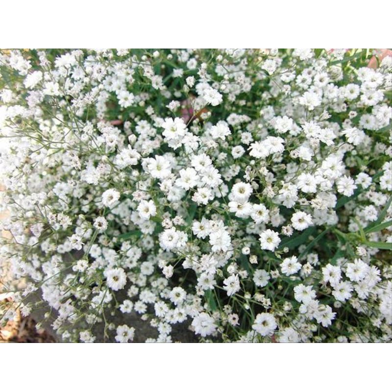 Benih Bunga Annual White Baby Breath/Gypshopila/Bunga Gipsum