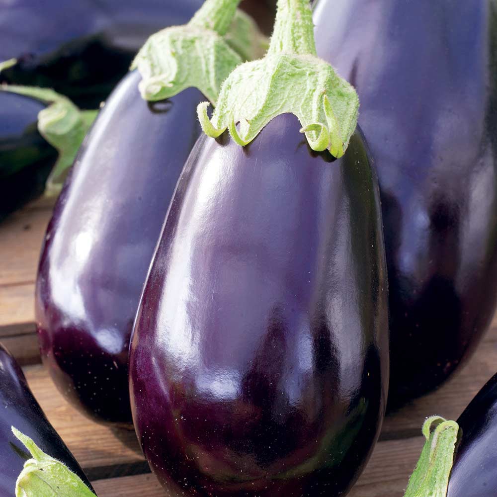 Benih Bibit Biji - Aubergine Black Beauty Terong Hitam Seeds - IMPORT - Serat Tinggi Bagus Untuk Diet