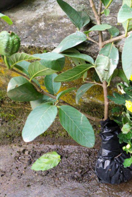 Bibit Tanaman Buah Jambu Biji Merah