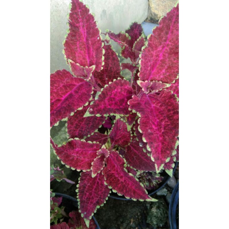 miana#lokal#premium#super#sultan