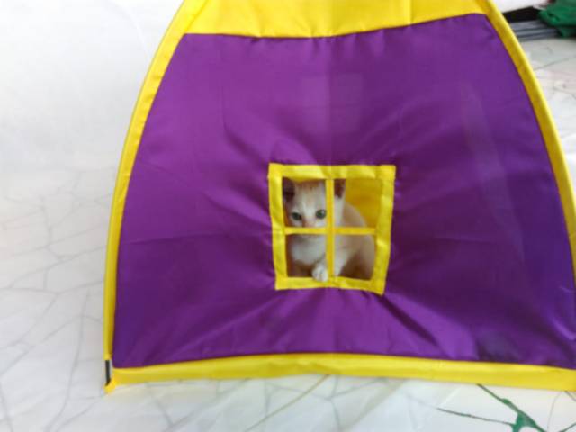 Kasur kucing, tempat tidur kucing/anjing/pet, tenda kucing, catlover, kitty, kitten,lorong