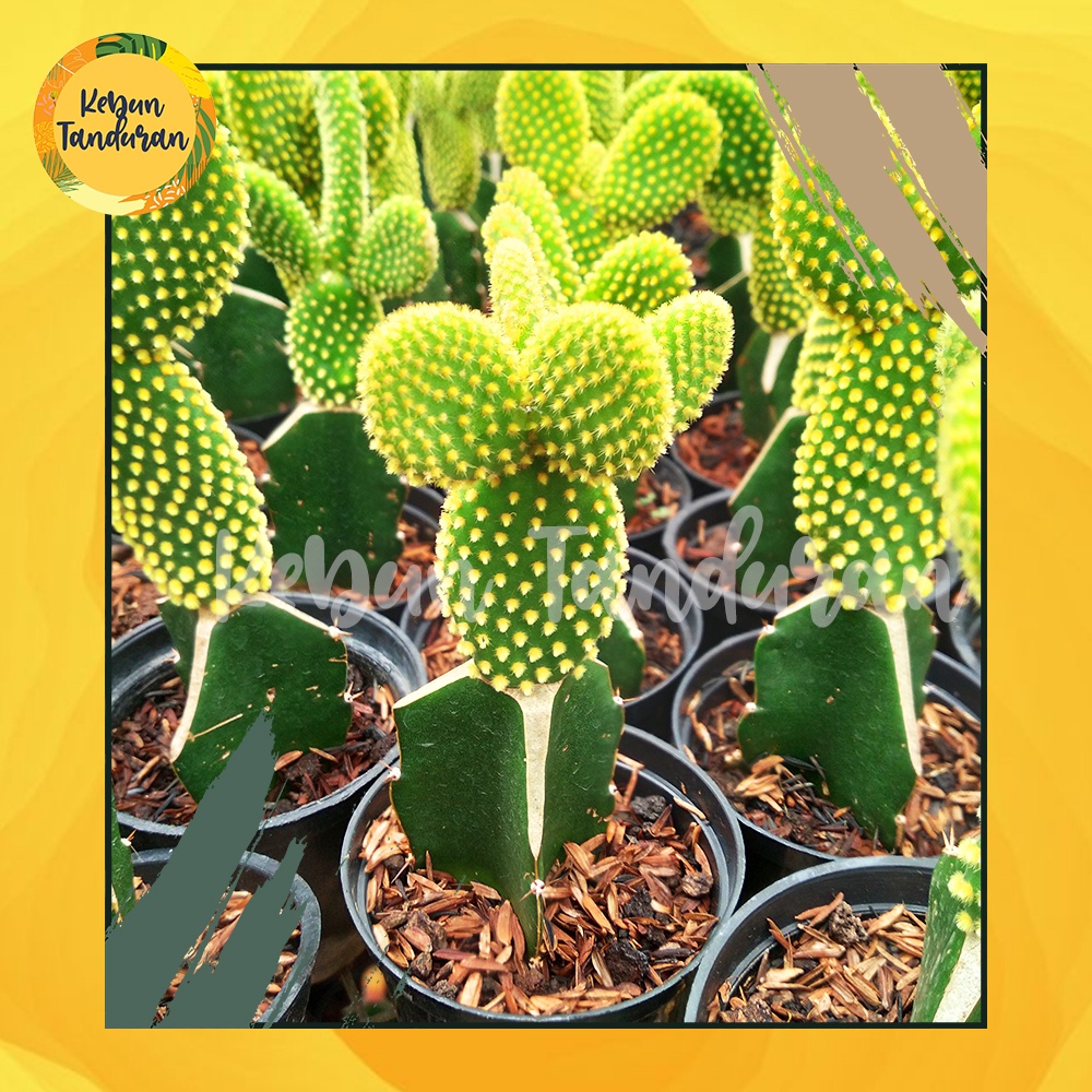 Kaktus Sukulen Mickey Mouse Mini Duri Kuning – Kaktus Centong / Opuntia Microdasys