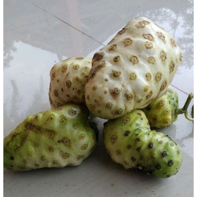 

buah mengkudu, pace 500gr fresh