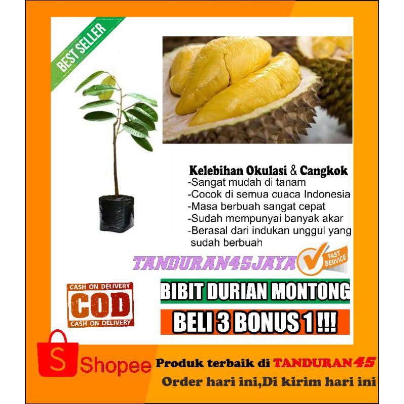 bibit buah durian montong/bibit durian montong/bibit durian