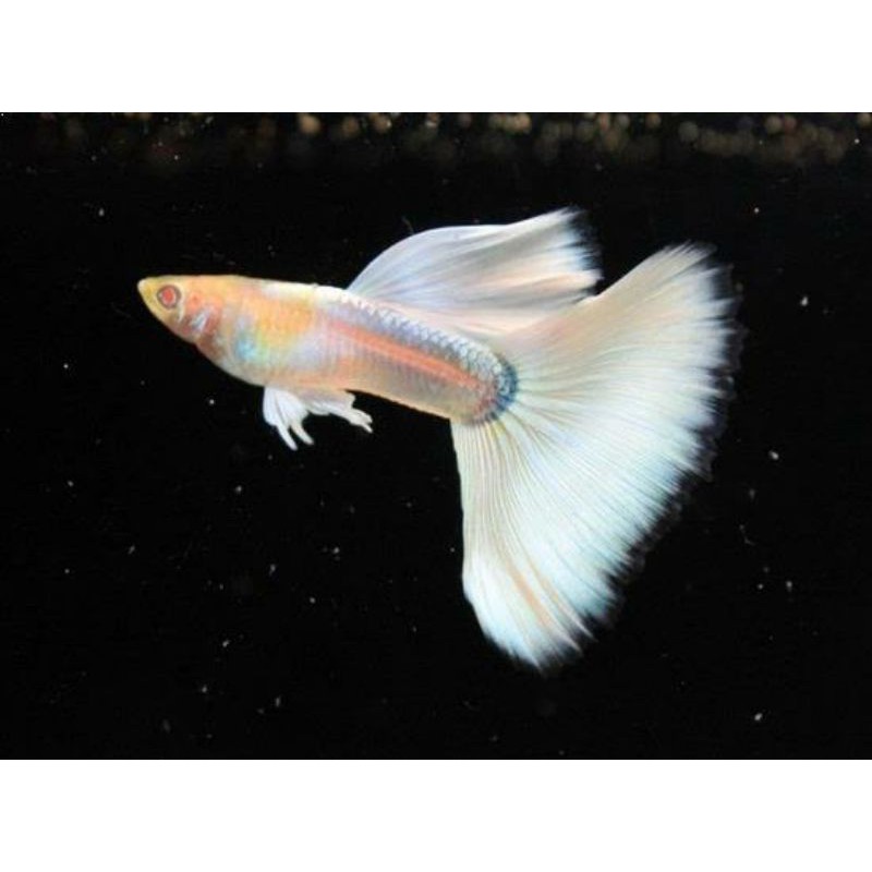 ikan guppy platinum